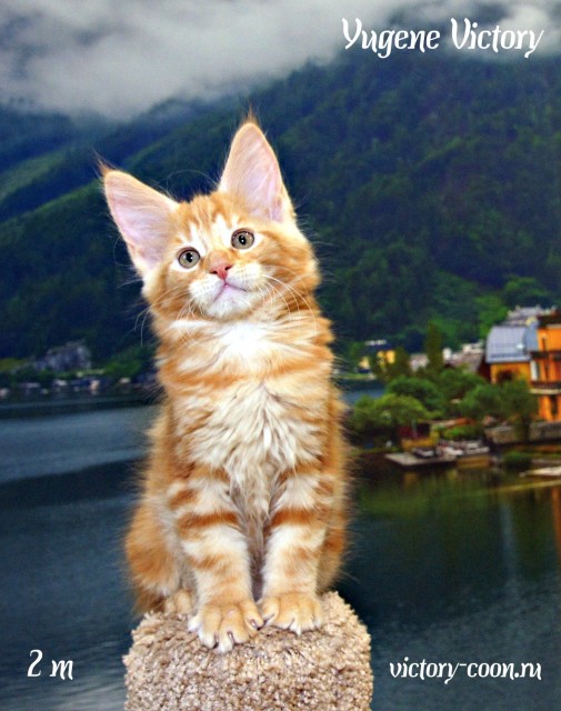 Yugene Victory, 2 месяца