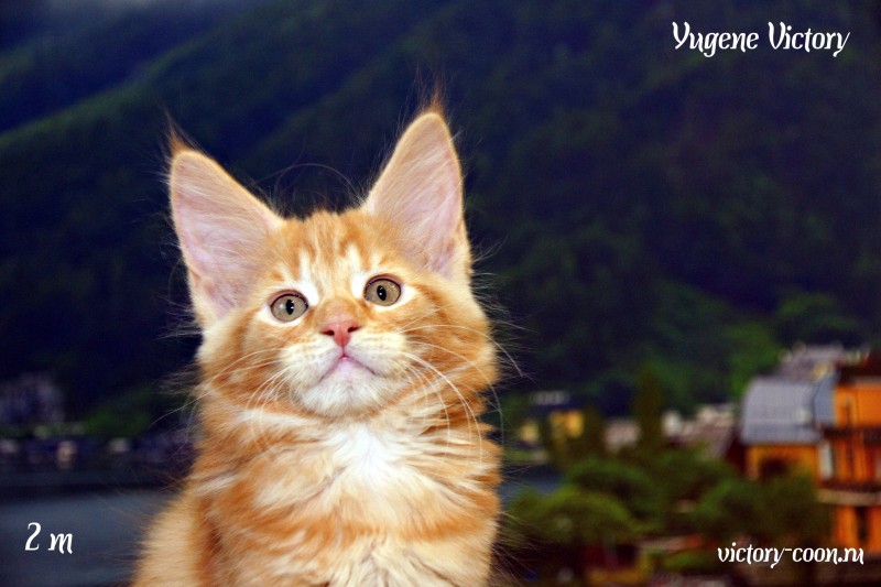 Yugene Victory, 2 месяца