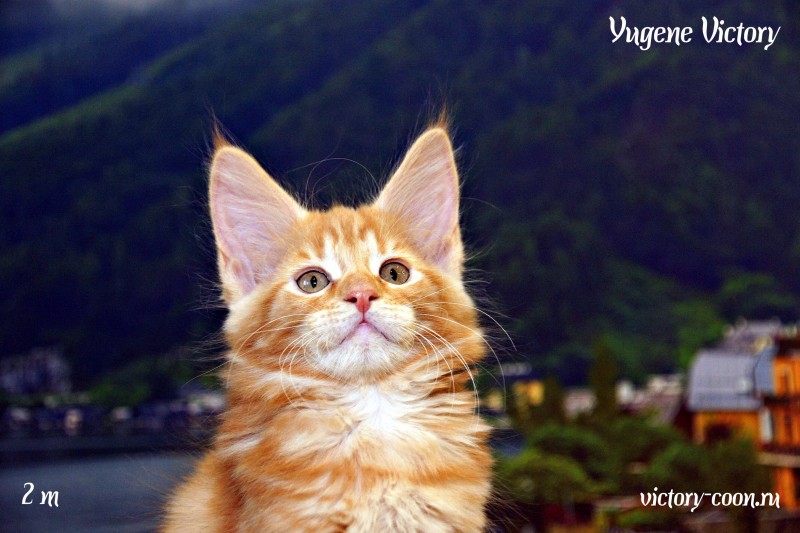 Yugene Victory, 2 месяца