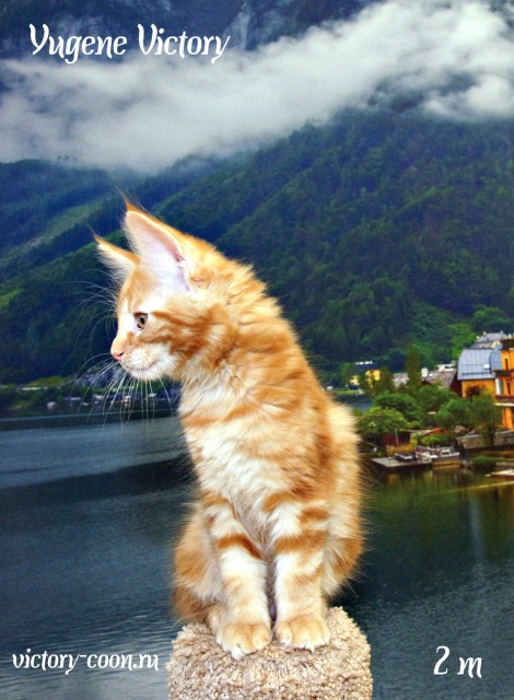 Yugene Victory, 2 месяца