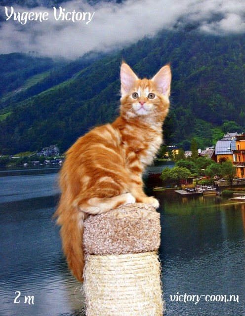 Yugene Victory, 2 месяца