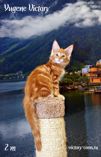 Yugene Victory, 2 месяца