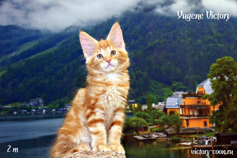 Yugene Victory, 2 месяца