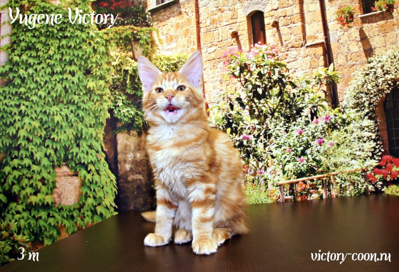 Yugene Victory, 3 месяца