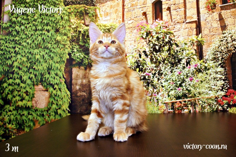 Yugene Victory, 3 месяца