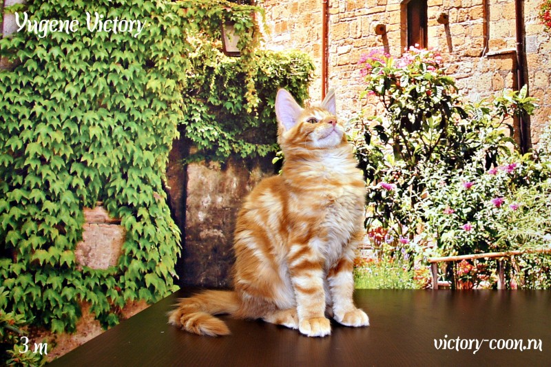 Yugene Victory, 3 месяца