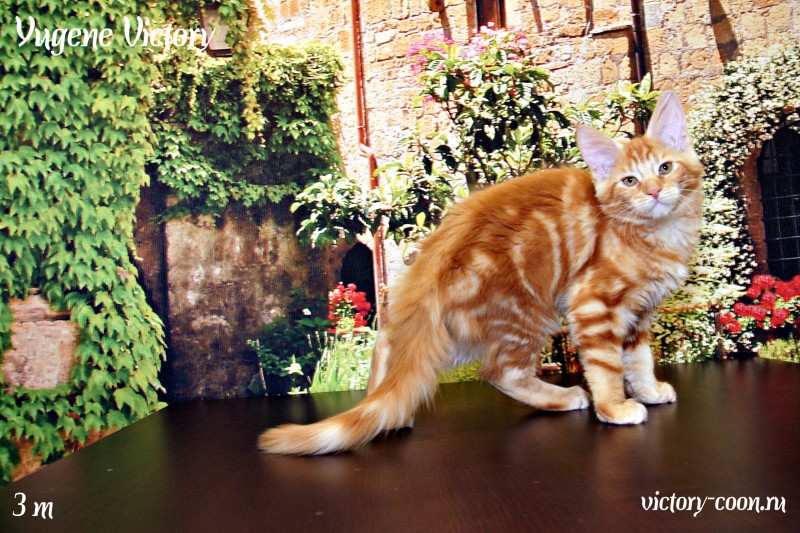 Yugene Victory, 3 месяца