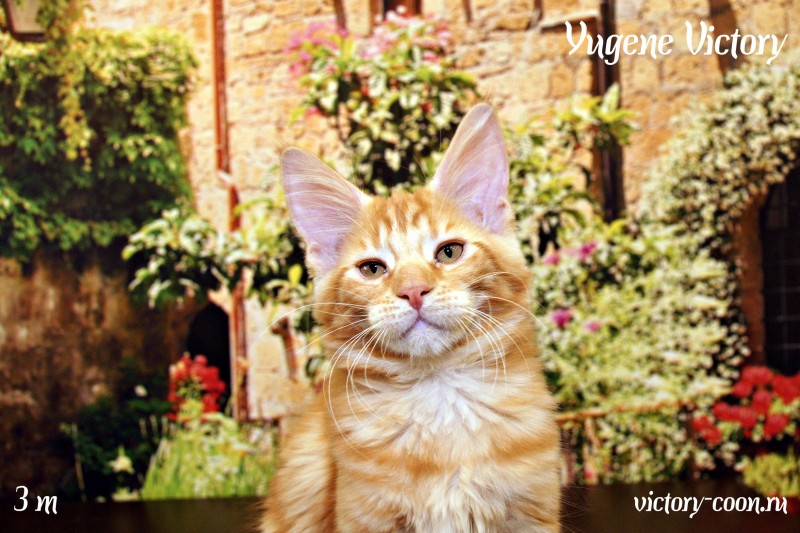 Yugene Victory, 3 месяца