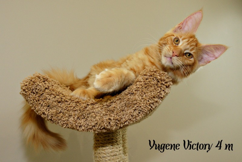 Yugene Victory, 4 месяца