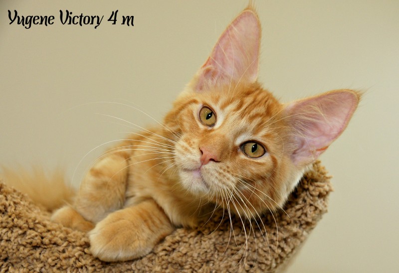 Yugene Victory, 4 месяца