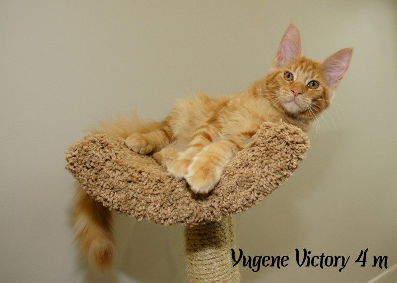 Yugene Victory, 4 месяца