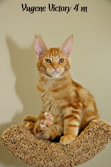 Yugene Victory, 4 месяца