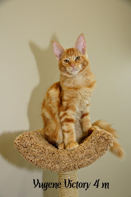 Yugene Victory, 4 месяца