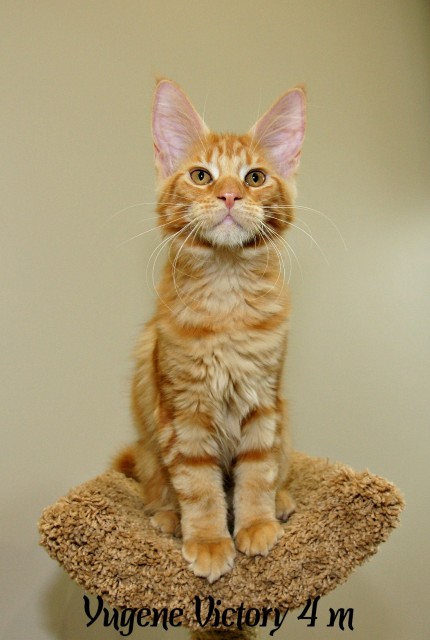 Yugene Victory, 4 месяца