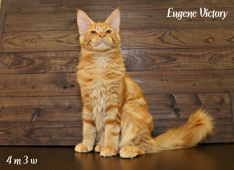 Eugene Victory, 4 месяца 3 месяца