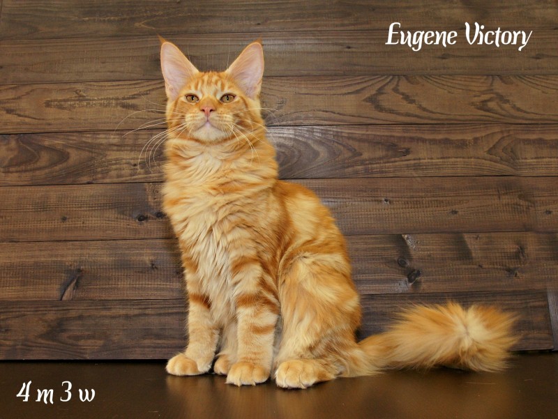 Eugene Victory, 4 месяца 3 месяца