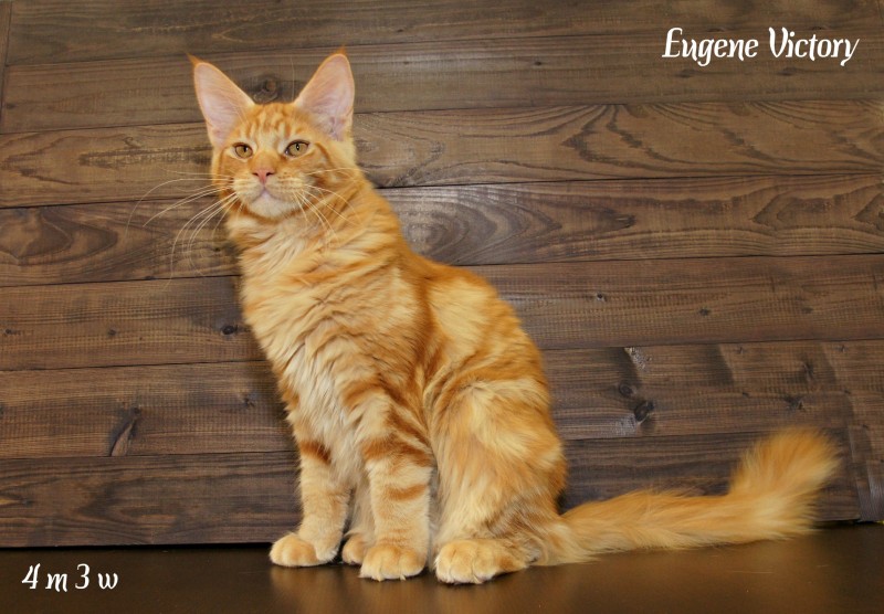 Eugene Victory, 4 месяца 3 месяца