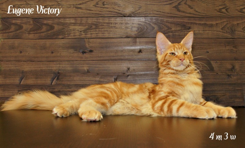 Eugene Victory, 4 месяца 3 месяца