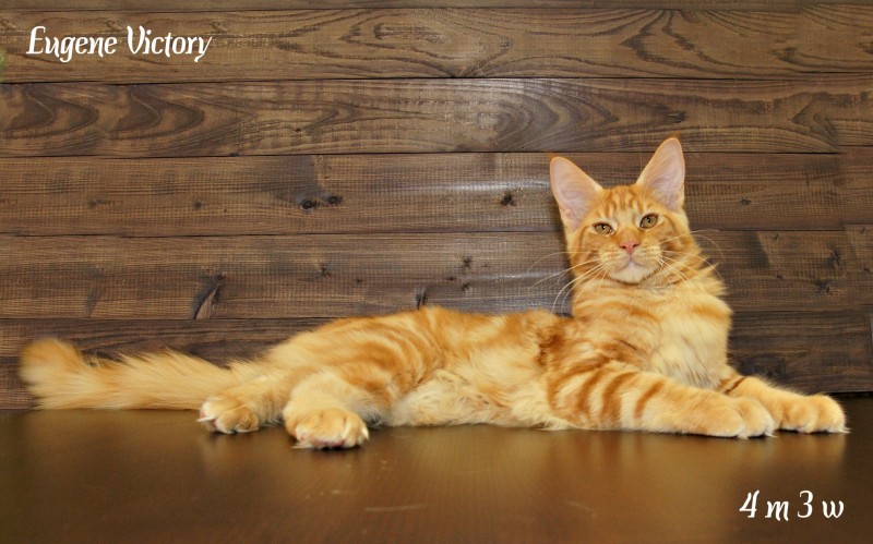 Eugene Victory, 4 месяца 3 месяца