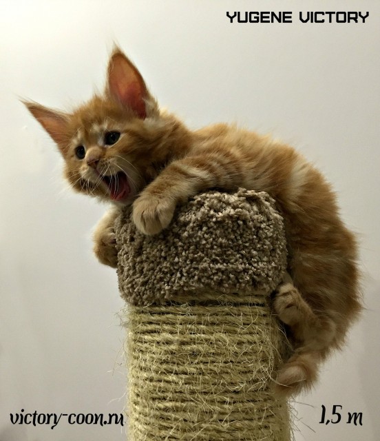 Yugene Victory, 1,5 месяца