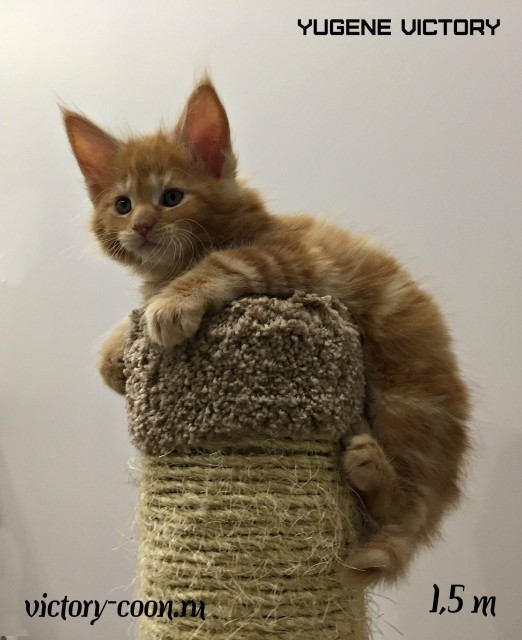 Yugene Victory, 1,5 месяца