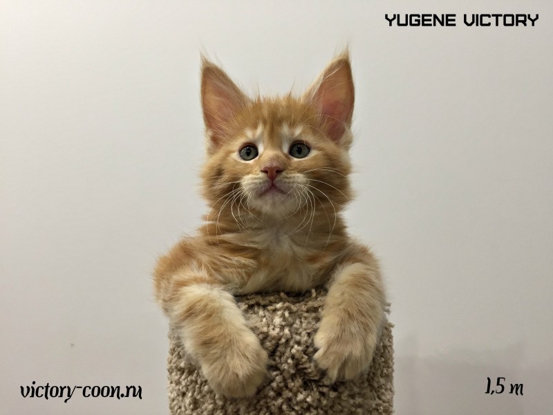 Yugene Victory, 1,5 месяца