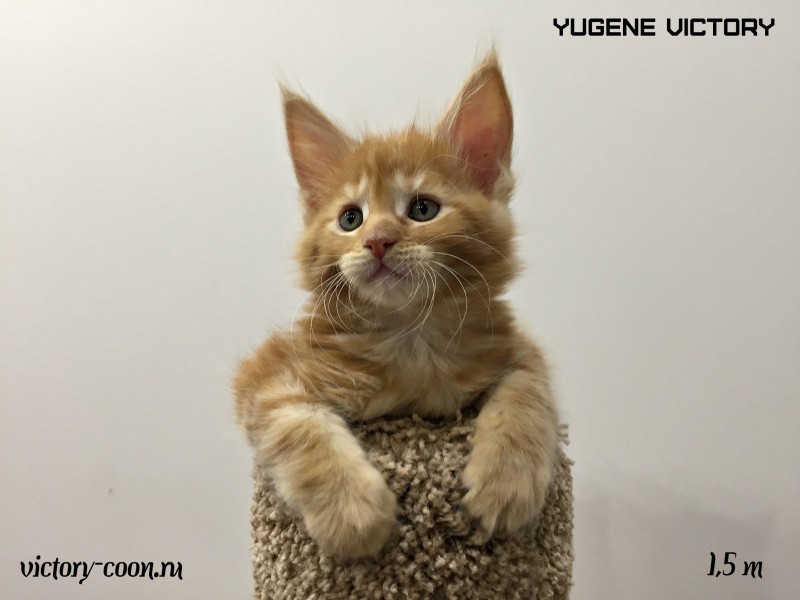 Yugene Victory, 1,5 месяца