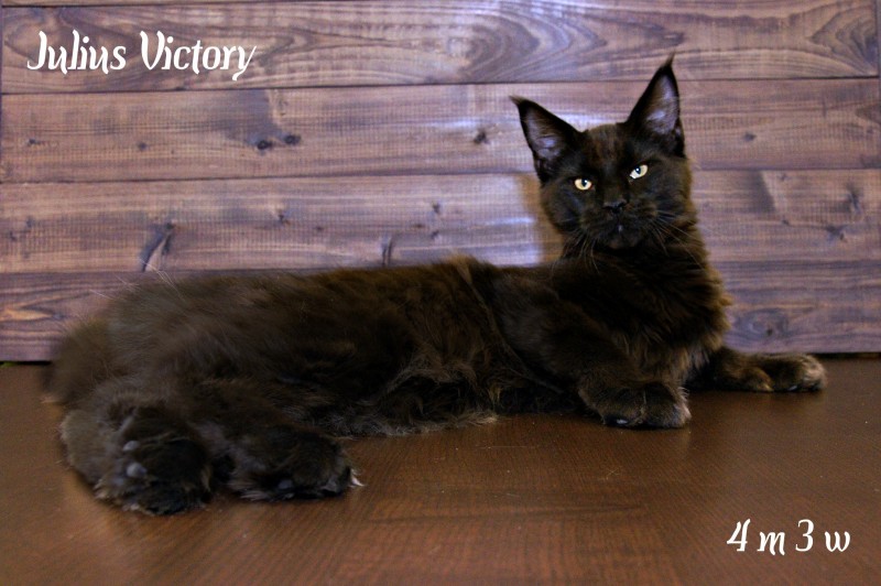 Yulius Victory, 4 месяца 3 недели