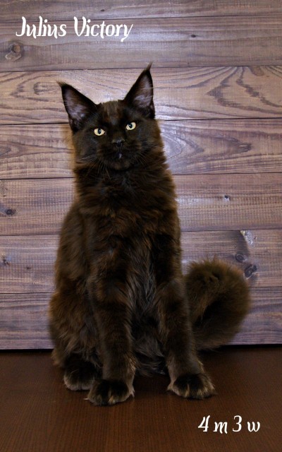 Yulius Victory, 4 месяца 3 недели