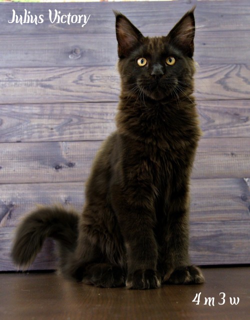 Yulius Victory, 4 месяца 3 недели