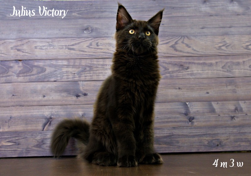 Yulius Victory, 4 месяца 3 недели