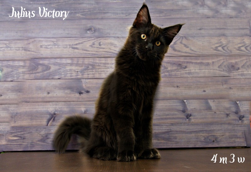 Yulius Victory, 4 месяца 3 недели