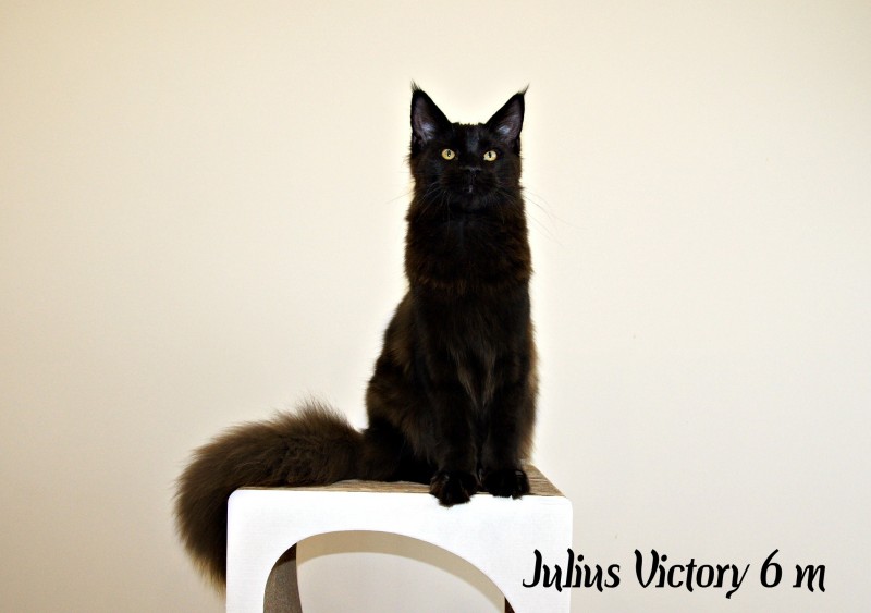 Yulius Victory, 6 месяцев