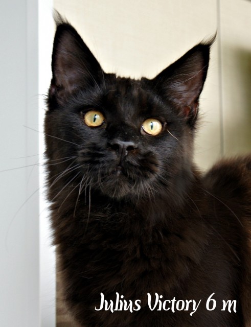 Julius Victory, 6 месяцев