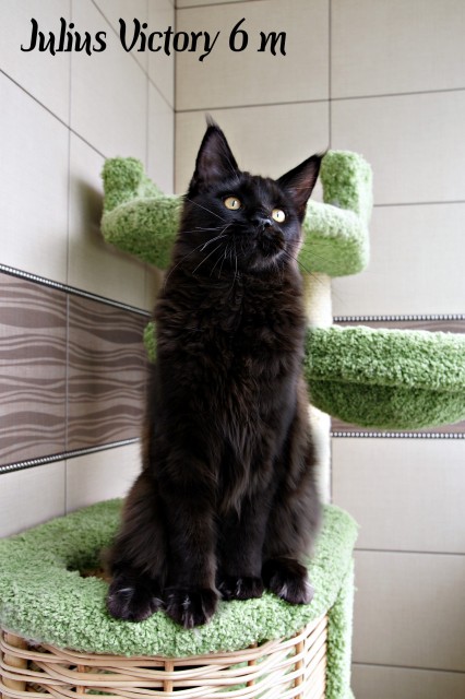 Yulius Victory, 6 месяцев