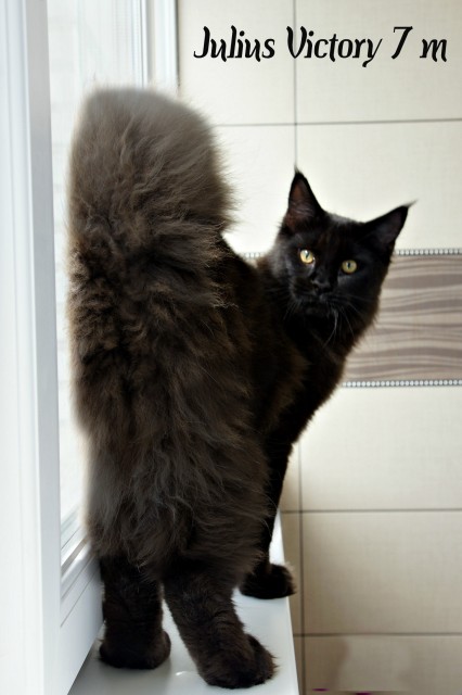 Julius Victory, 7 месяцев