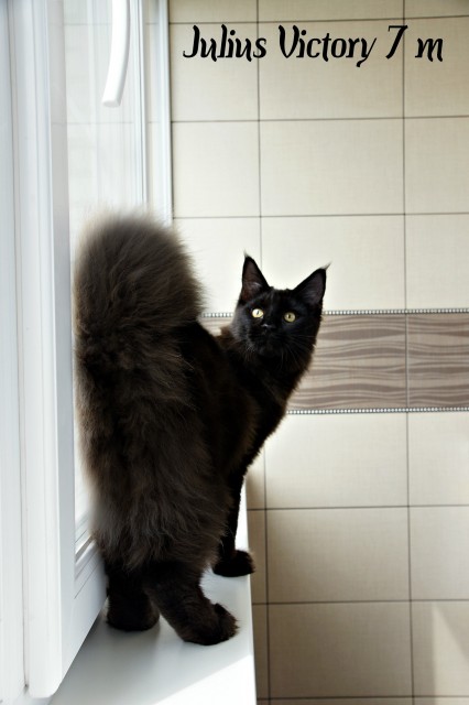 Julius Victory, 7 месяцев