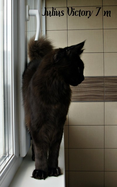 Julius Victory, 7 месяцев