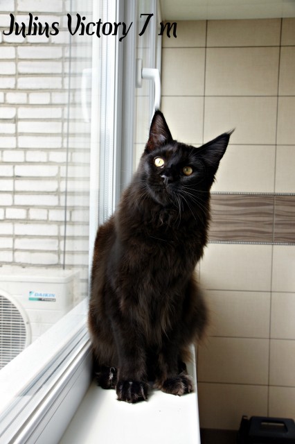 Julius Victory, 7 месяцев