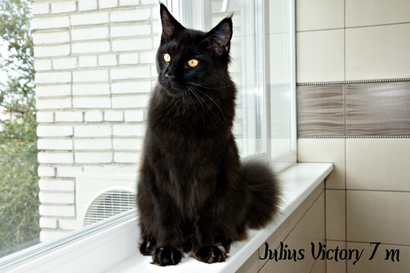 Julius Victory, 7 месяцев