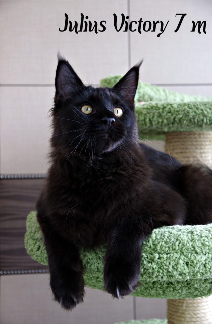 Julius Victory, 7 месяцев