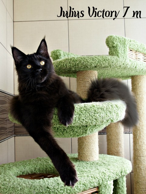 Julius Victory, 7 месяцев