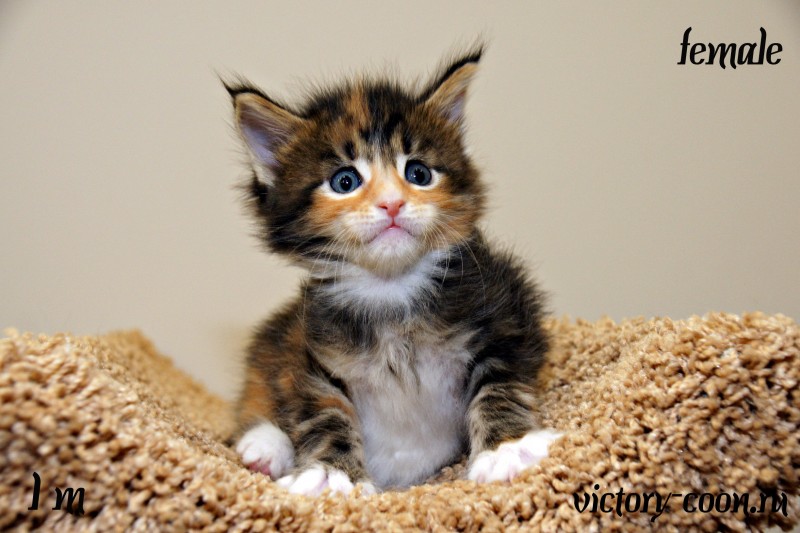 Yana Victory, 1 месяц