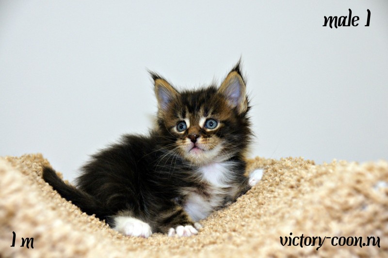 Yaropolk Victory, 1 месяц