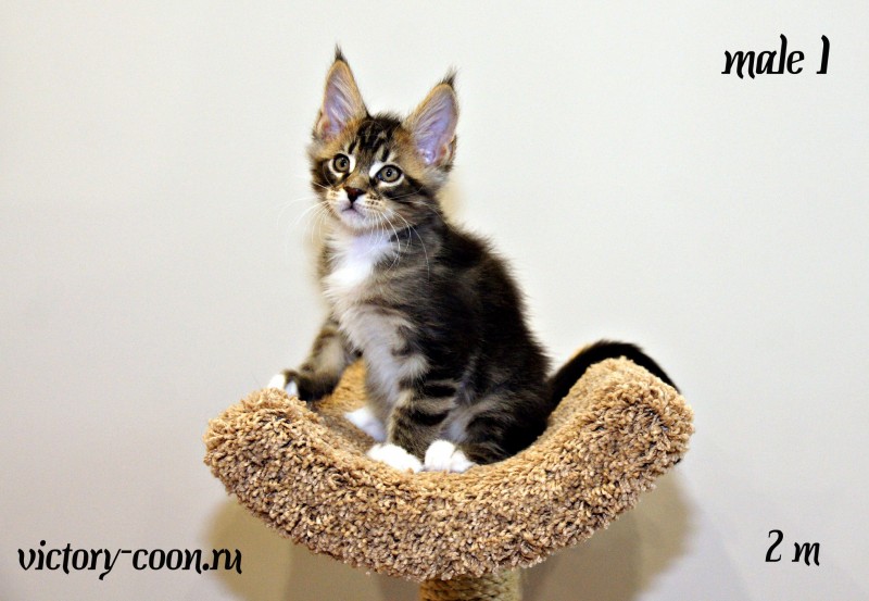 Yaropolk Victory, 2 месяца