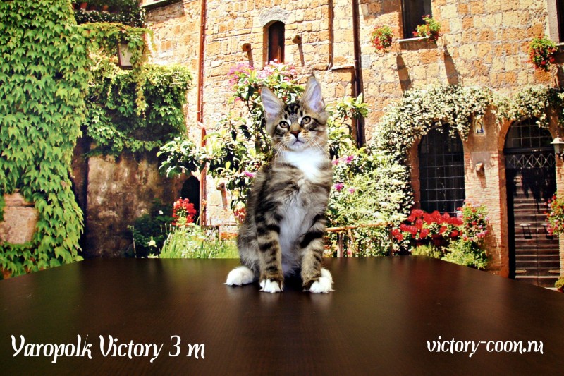 Yaropolk Victory, 3 месяца