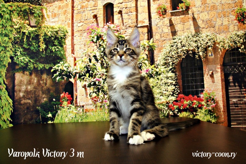 Yaropolk Victory, 3 месяца