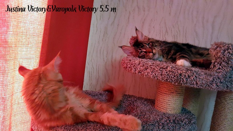 Yaropolk Victory, 5,5 месяцев