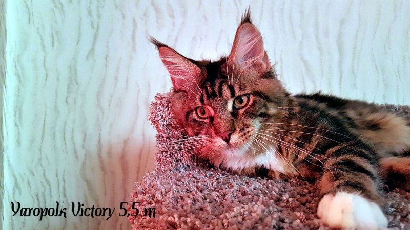 Yaropolk Victory, 5,5 месяцев