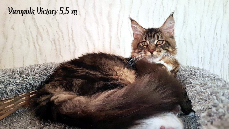 Yaropolk Victory, 5,5 месяцев